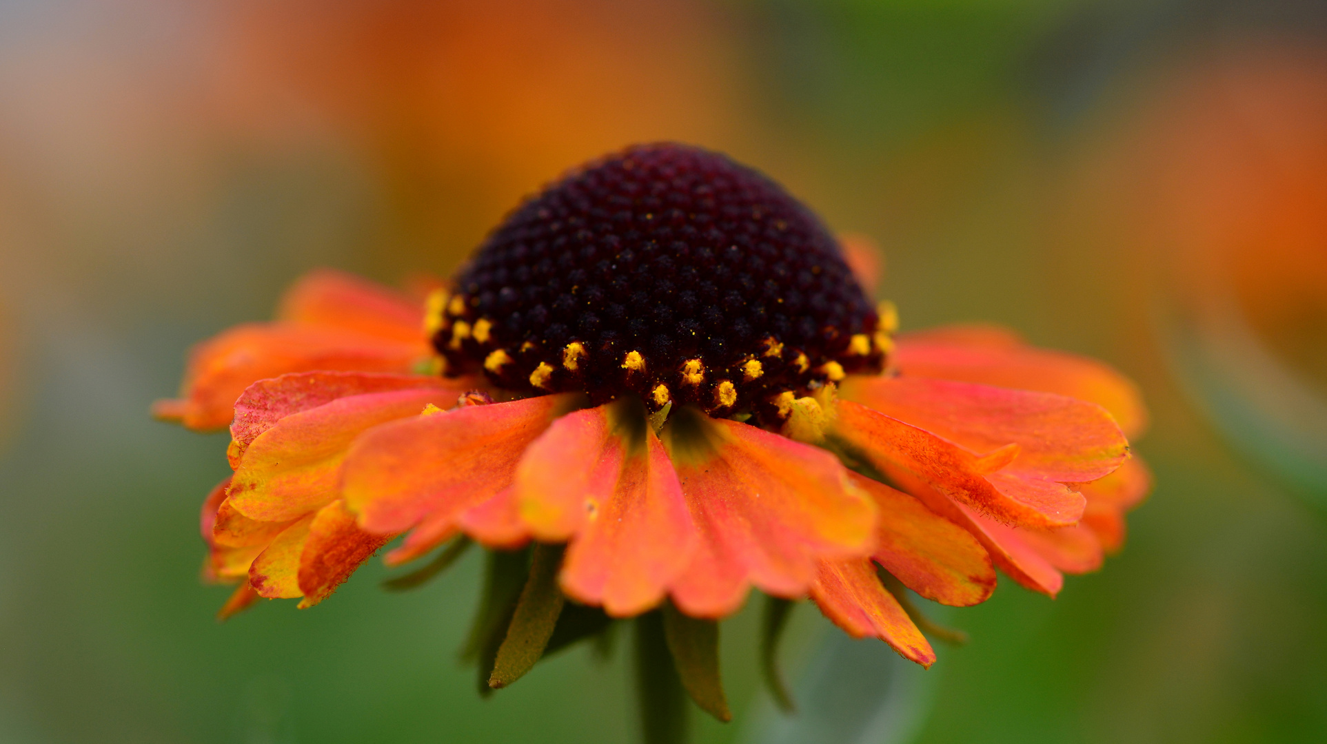 #....Sonnenbraut / Helenium ....#