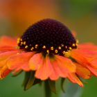 #....Sonnenbraut / Helenium ....#