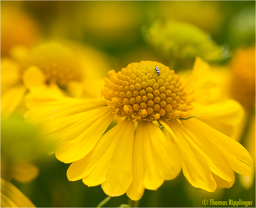 Sonnenbraut (Helenium amarum).....