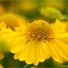 Sonnenbraut (Helenium amarum).....