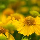 Sonnenbraut (Helenium amarum)....