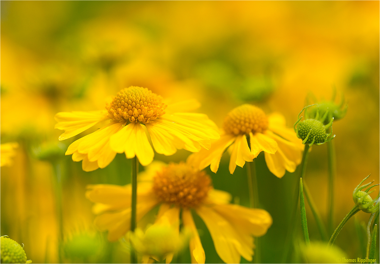 Sonnenbraut (Helenium amarum)...