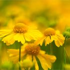 Sonnenbraut (Helenium amarum)...