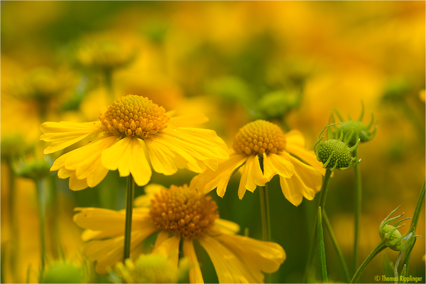 Sonnenbraut (Helenium amarum)