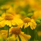 Sonnenbraut (Helenium amarum)