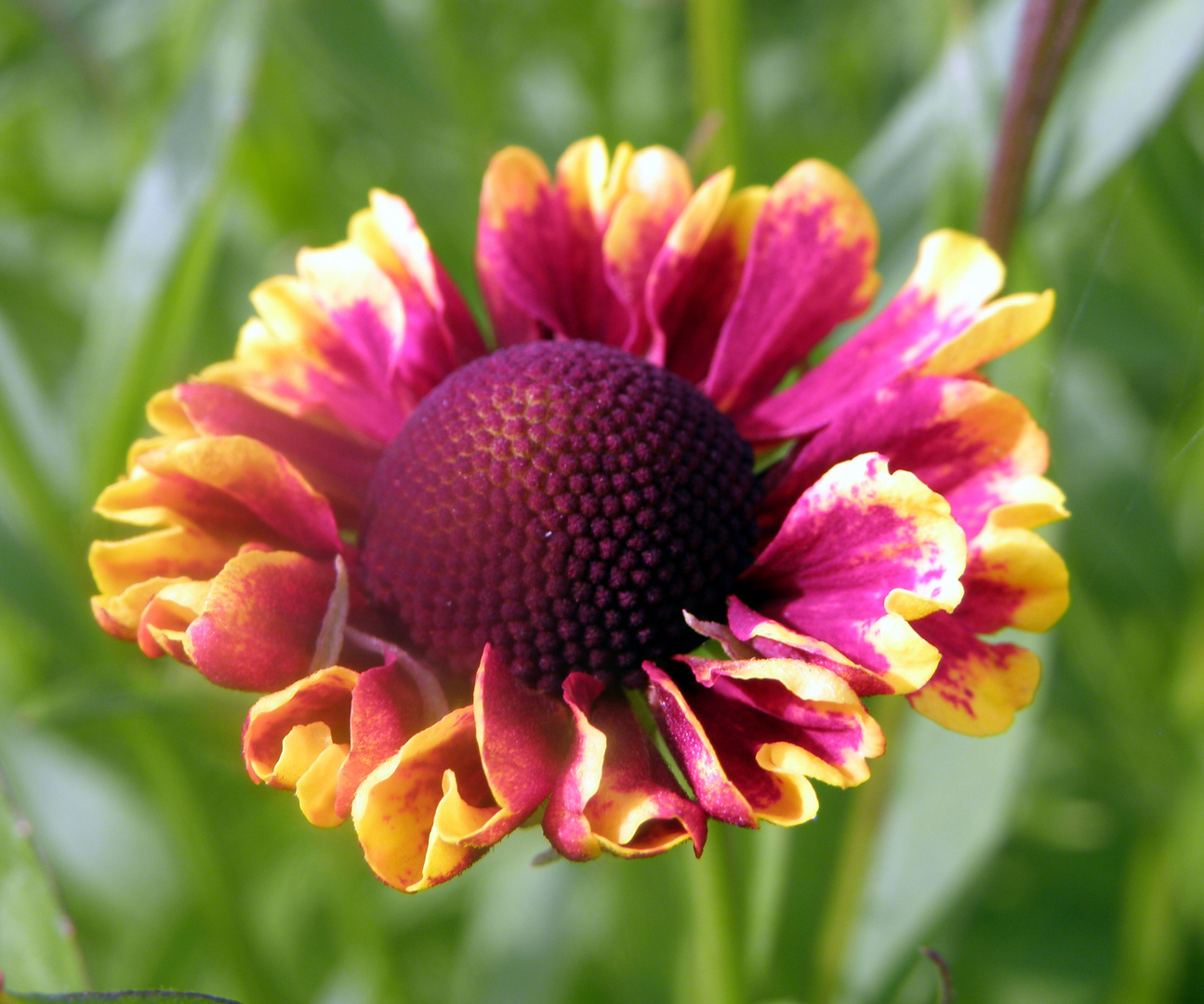 Sonnenbraut (Helenium)