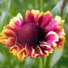 Sonnenbraut (Helenium)