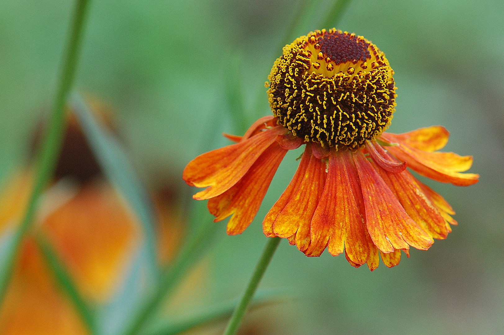 Sonnenbraut (Helenium)