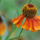 Sonnenbraut (Helenium)