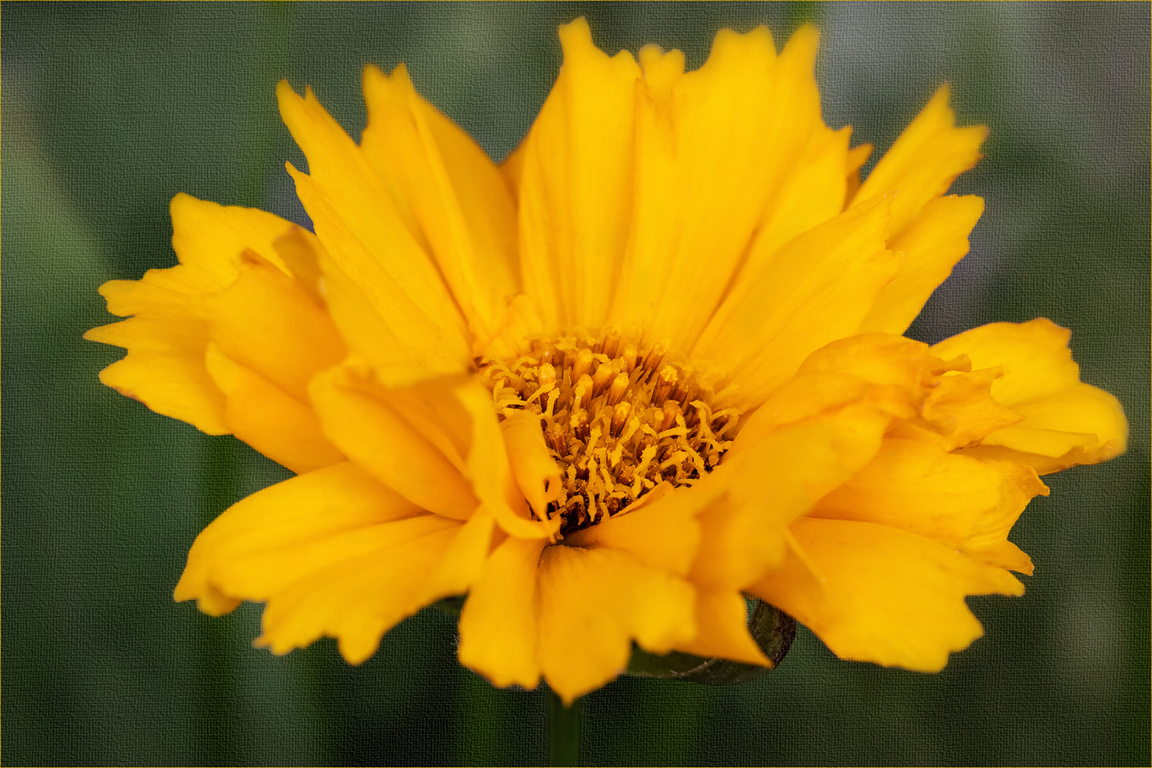 Sonnenbraut - Helenium hoopesii...