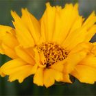 Sonnenbraut - Helenium hoopesii...