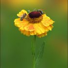 Sonnenbraut-Helenium-Hybride