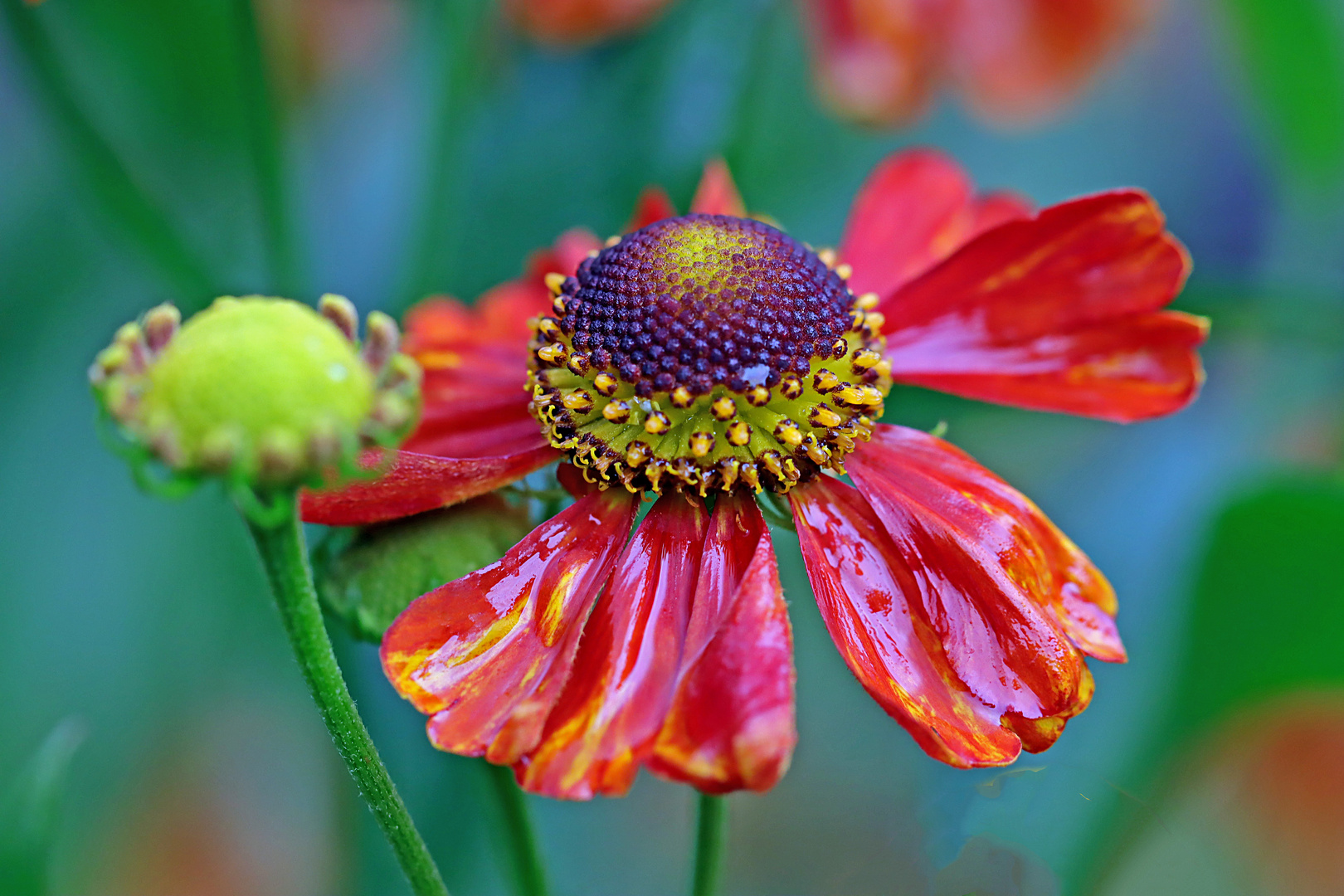 Sonnenbraut (Helenium x cultorum)