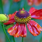 Sonnenbraut (Helenium x cultorum)