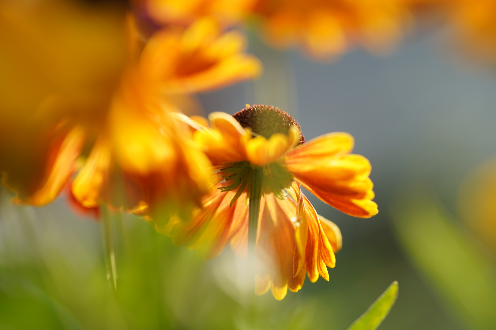 Sonnenbraut im Licht