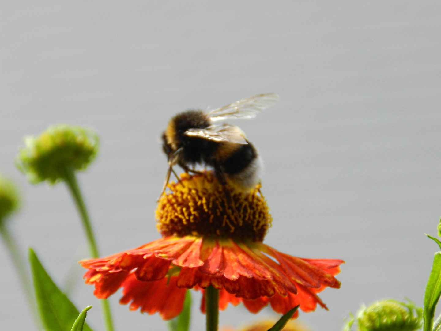 Sonnenbraut mit Hummel, die ein weißes Hinterteil hat