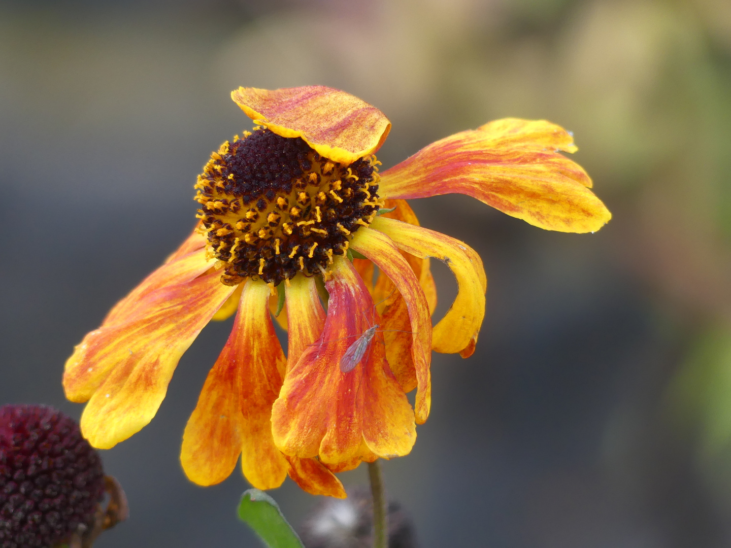 Sonnenbraut mit kleinem Besucher