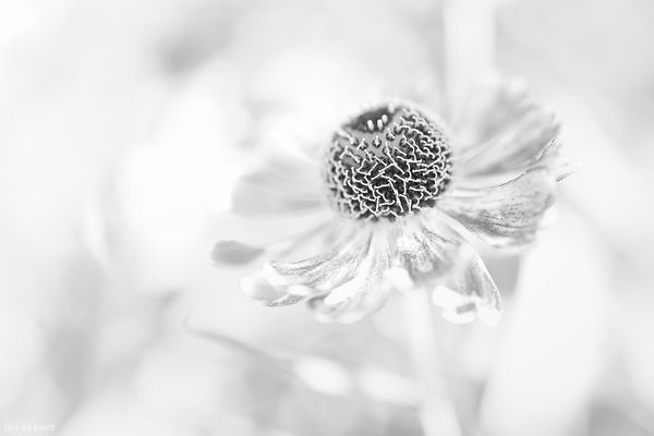 Sonnenbraut mit Praline