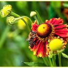 Sonnenbraut und Honigbiene