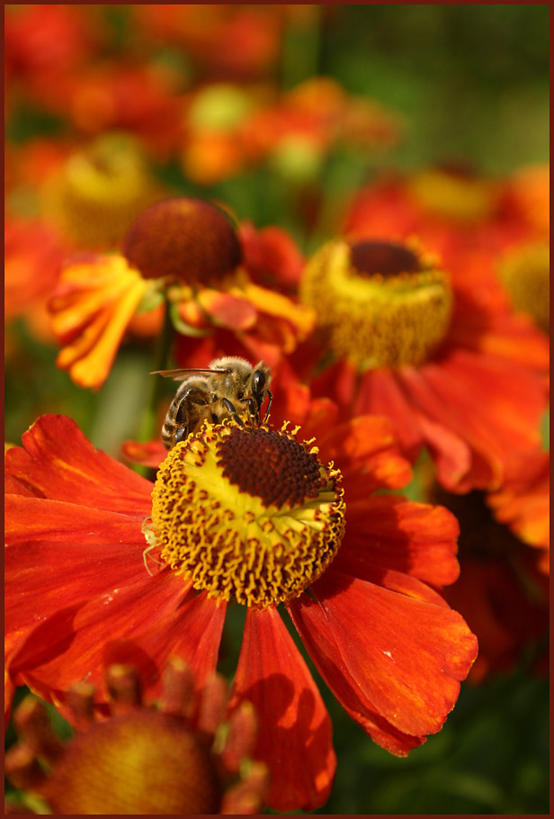 Sonnenbraut und Honigbiene