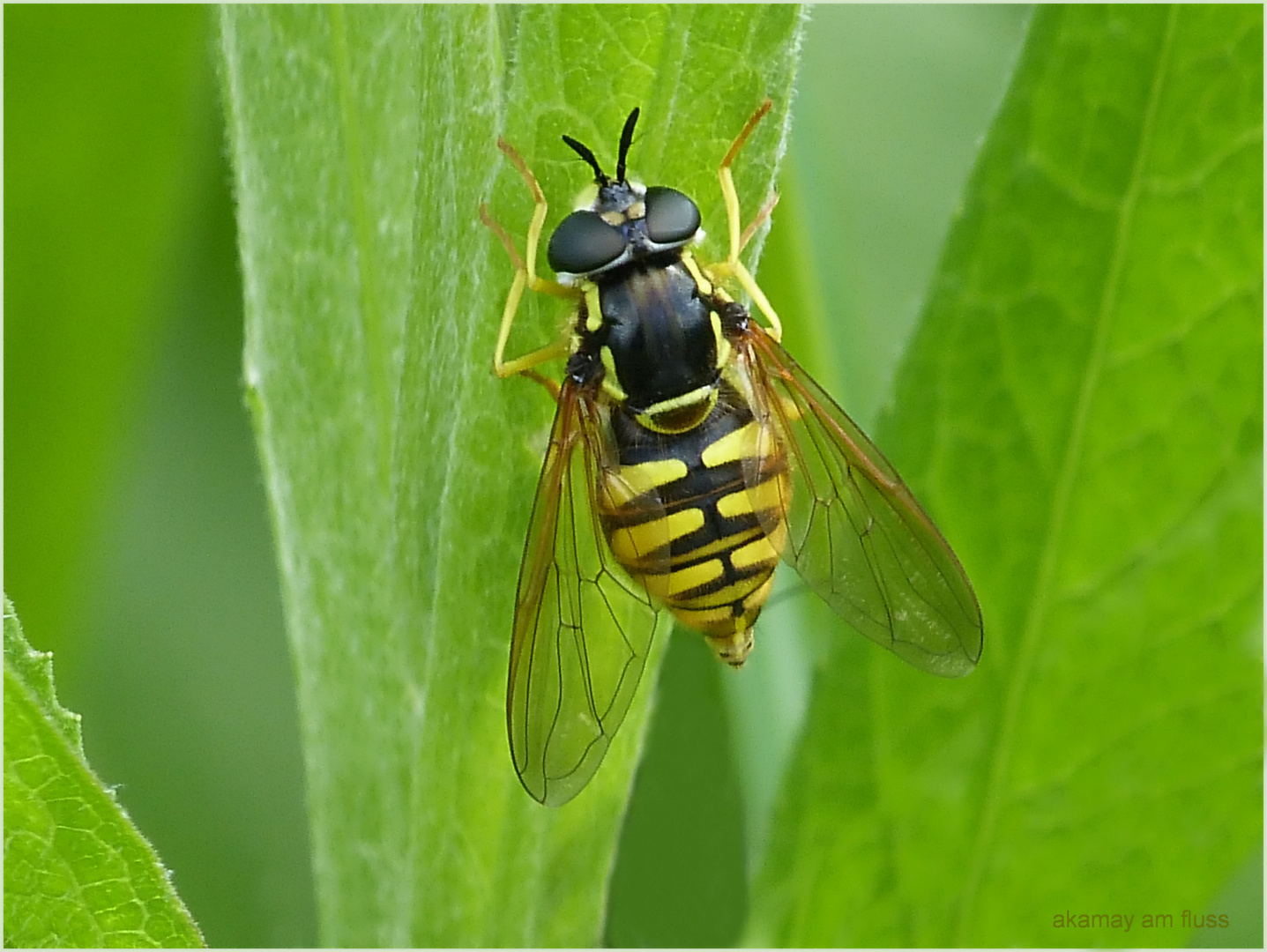 Sonnenbrillenträger bei den Insekten