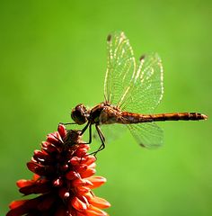 Sonnende Libelle