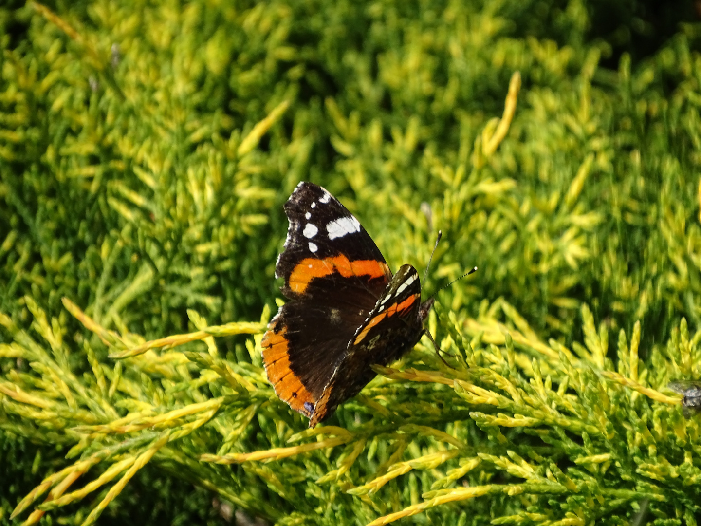 Sonnender Schmetterling I