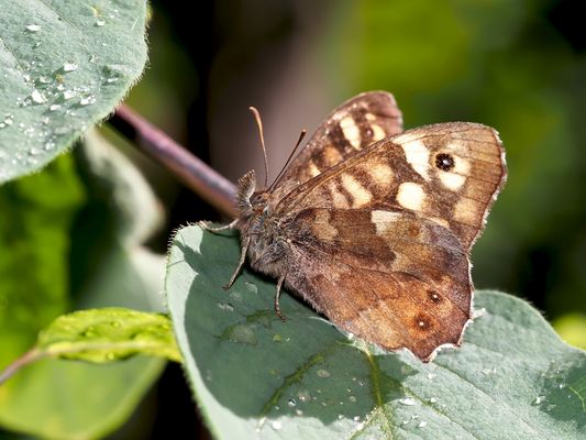 Sonnendruchflutetes Waldbrettspiel ...