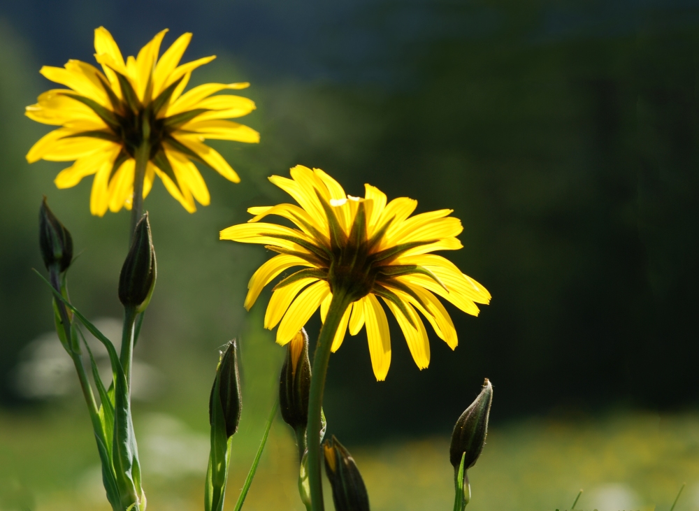 sonnenduchflutet