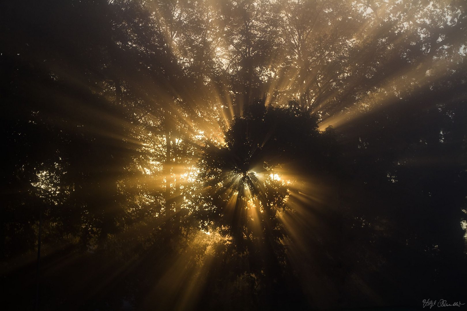 Sonnendurchbruch in den Baumkronen im Nebel