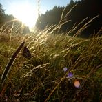 Sonnendurchbruch in Nettersheim