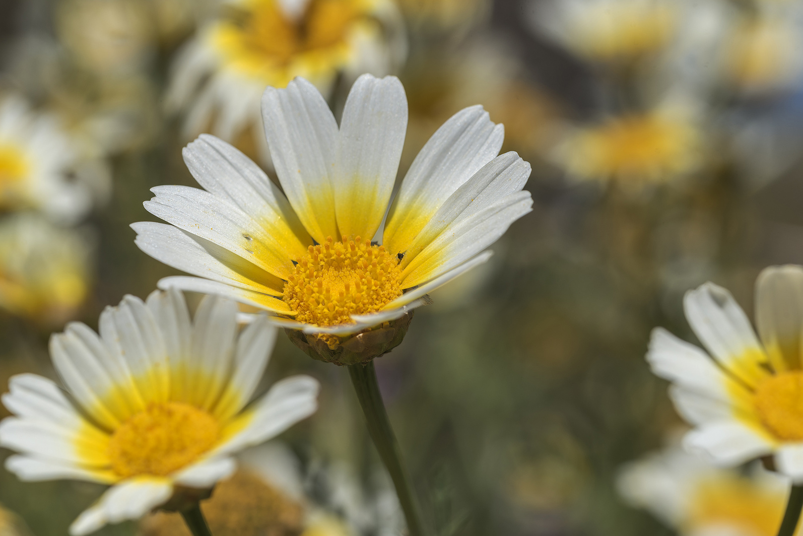 Sonnendurchflutete Kamillenblüten