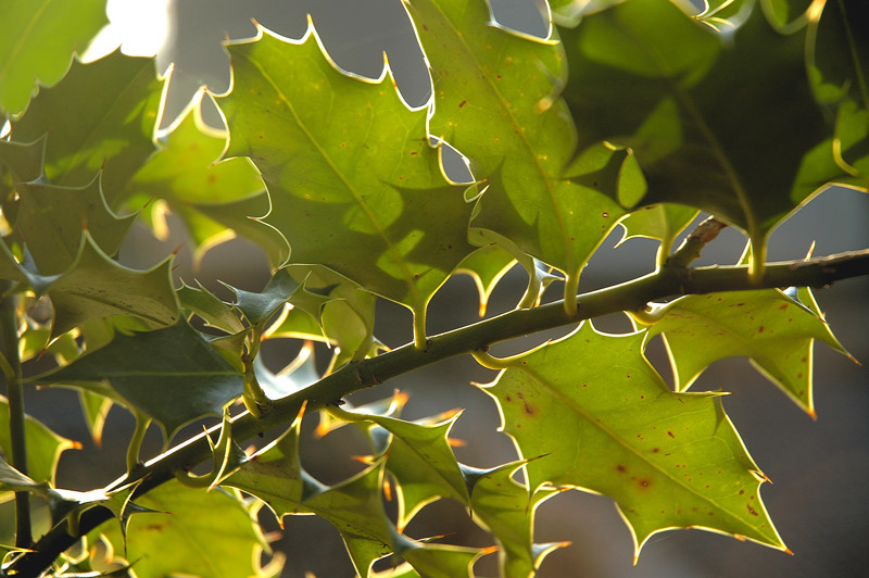 Sonnendurchflutete Stechpalme (Ilex)