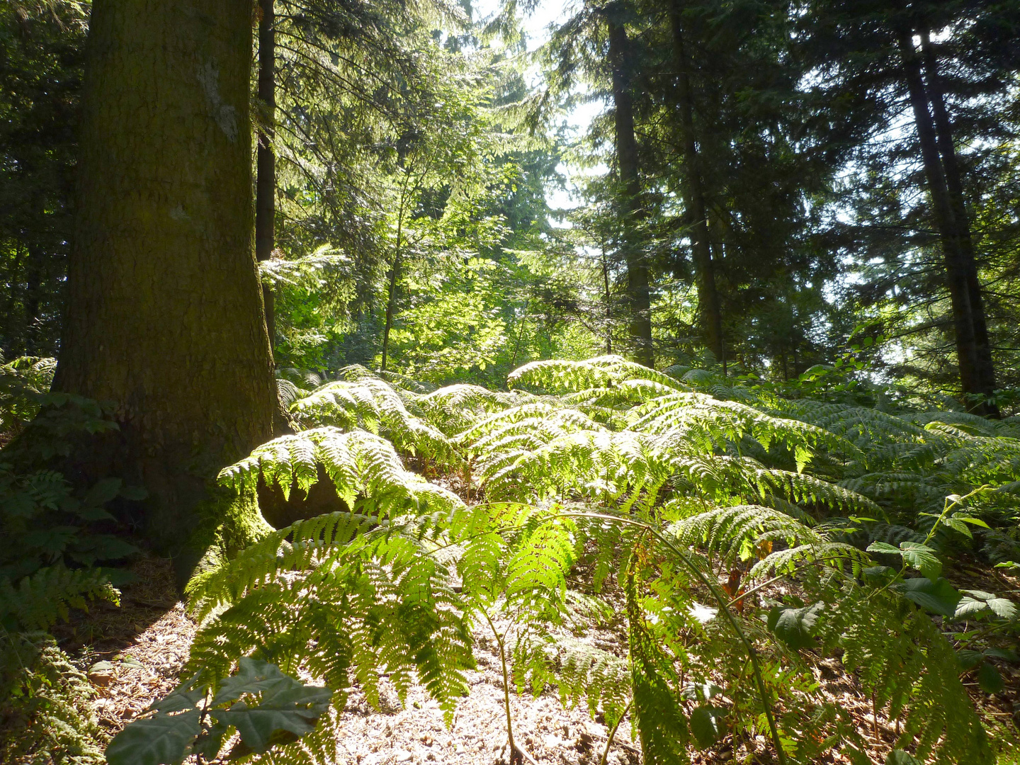 Sonnendurchflutete Waldlichtung ...