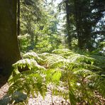 Sonnendurchflutete Waldlichtung ...