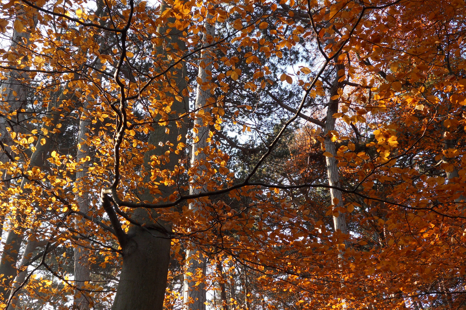 sonnendurchfluteter Herbstwald - Mit Kompositions-Diskussion