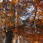 sonnendurchfluteter Herbstwald - Mit Kompositions-Diskussion