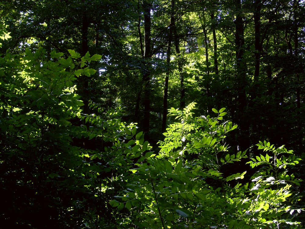 Sonnendurchfluteter Oktoberwald