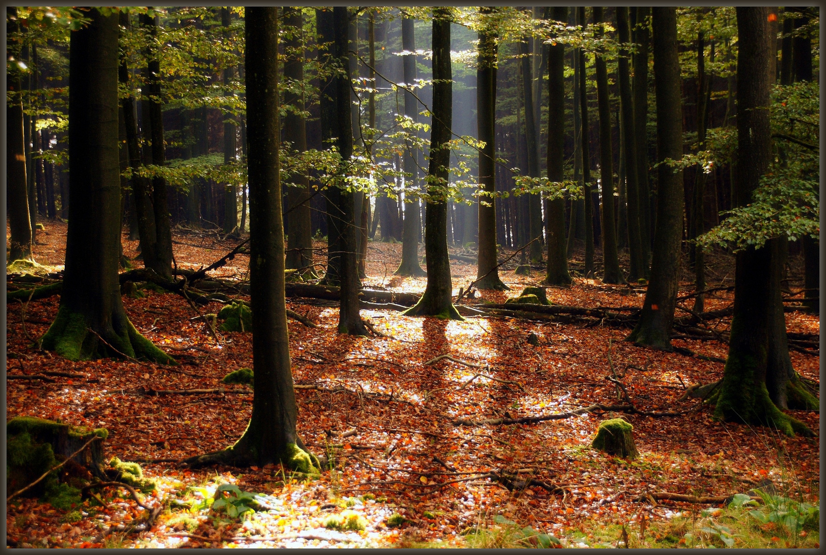 Sonnendurchfluteter Wald