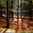 Sonnendurchfluteter Wald