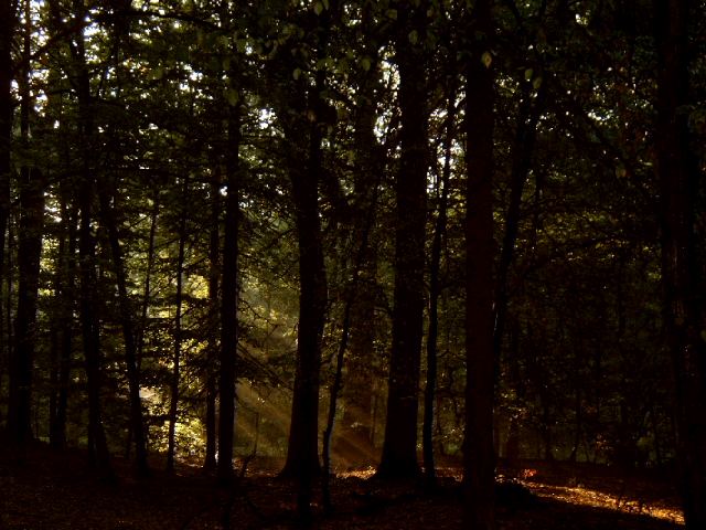 sonnendurchfluteter Wald