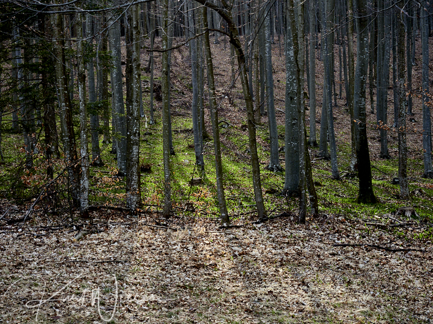 Sonnendurchfluteter Wald