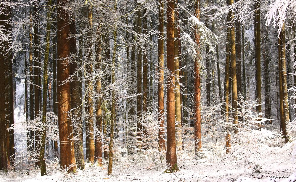 Sonnendurchfluteter Winterwald