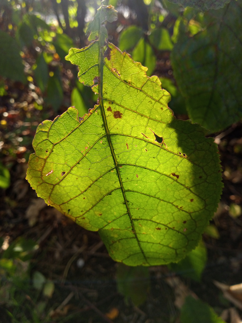 Sonnendurchflutetes Blatt