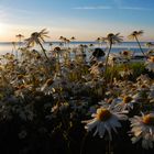 sonnendurchflutetes Blüten-"Meer"