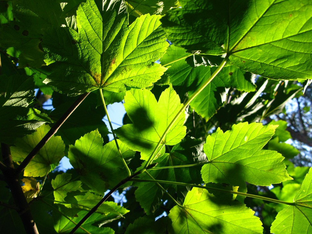 sonnendurchflutetes Herbstlaub