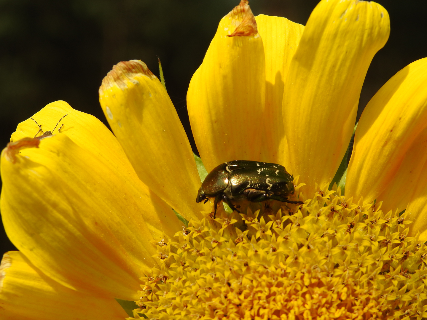 Sonnenenblume