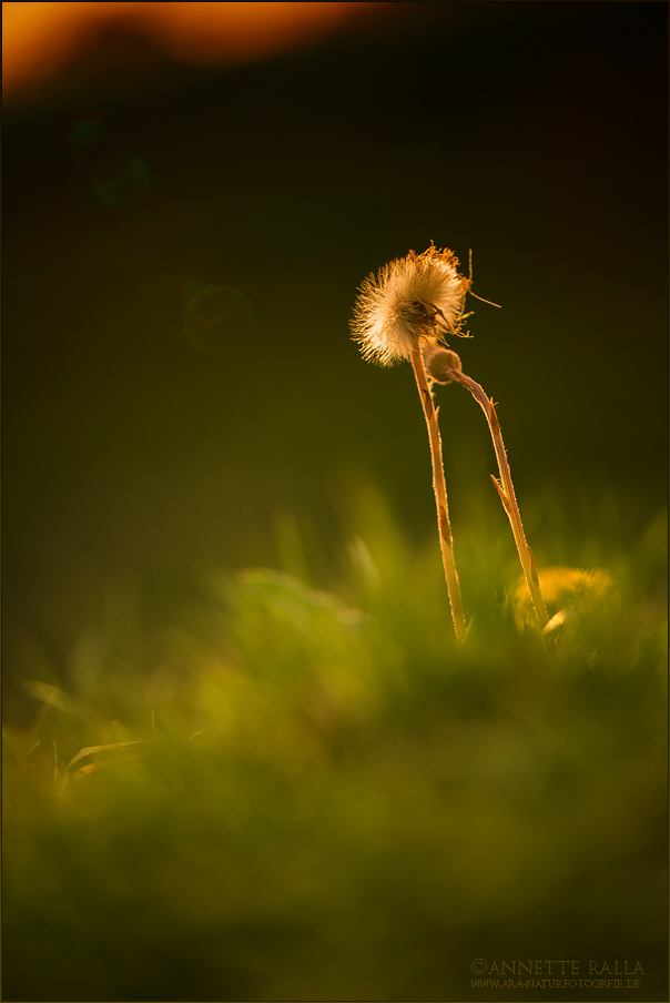 Sonnenfänger