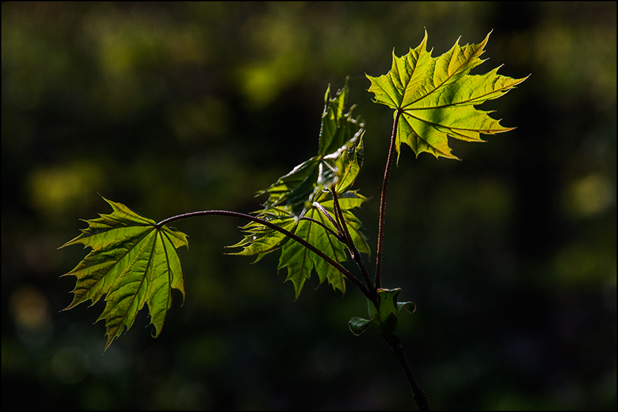 Sonnenfänger