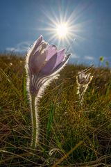 ~ SONNENFÄNGER ~
